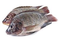 BLACK TILAPIA ASIANCHOICE/JONA